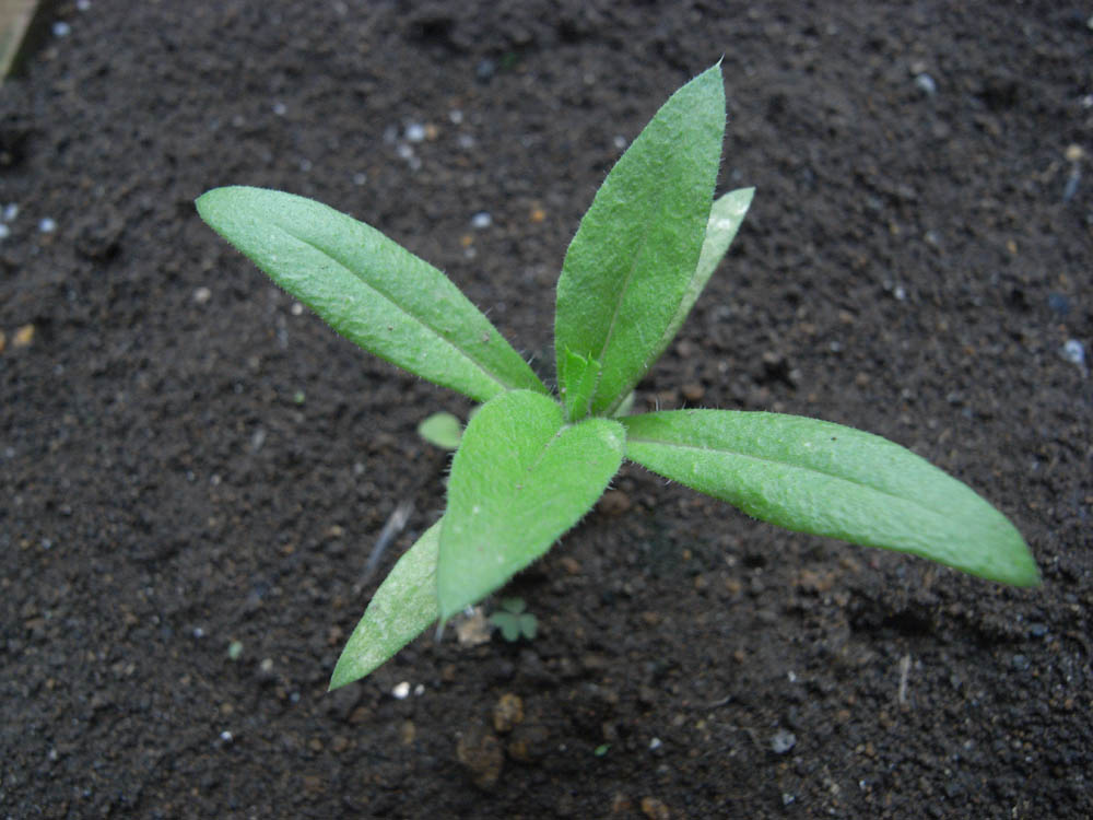 �U���t�ɐ���