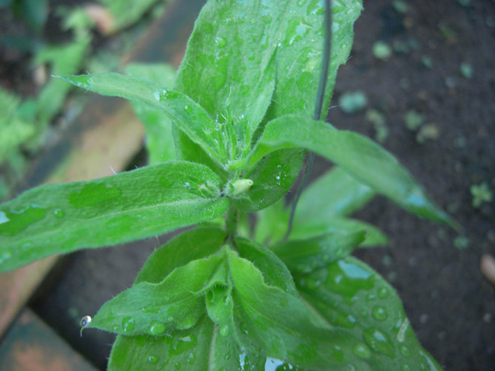 �ԉ�`���P��