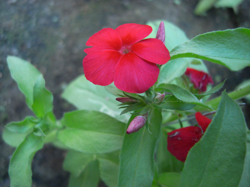 �J�ԂU�^�Q�T