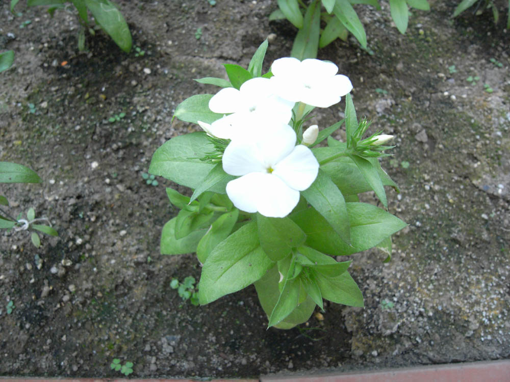 ���X�ƊJ�ԂR