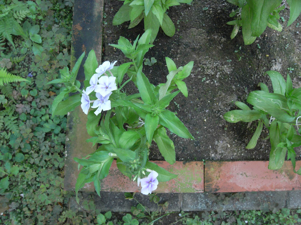 ���X�ƊJ�ԂS