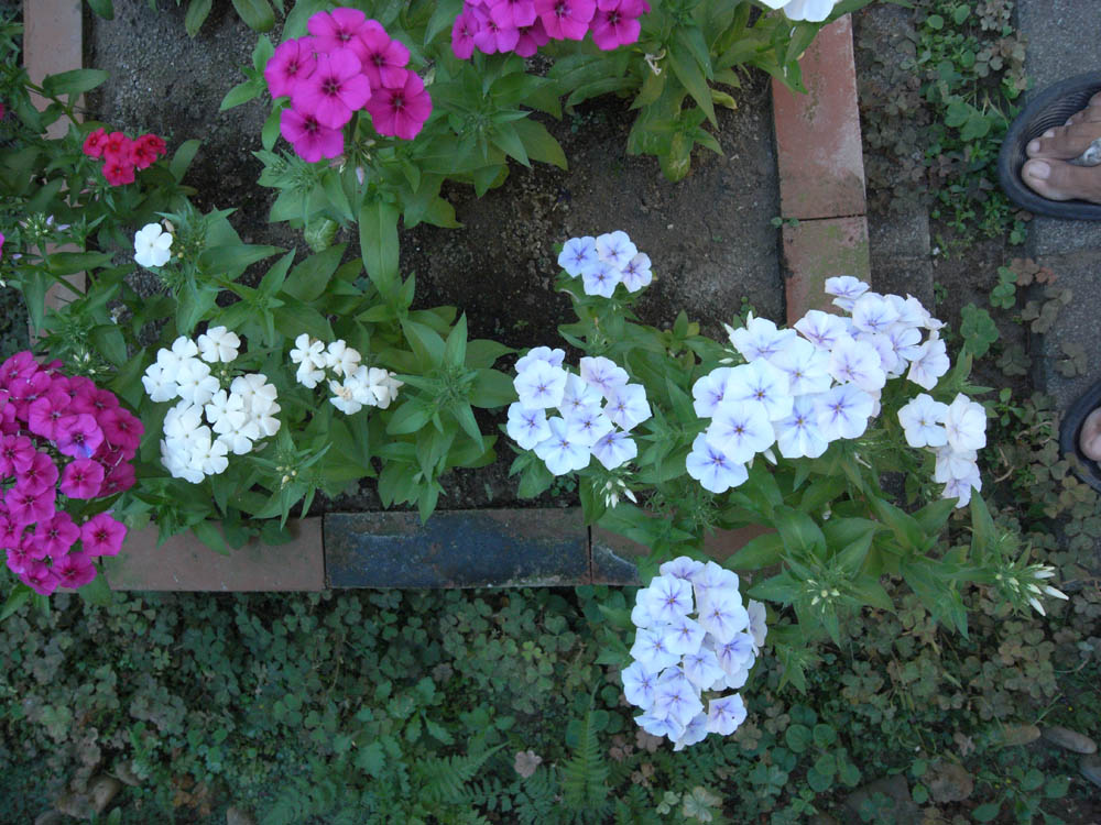 �Ԑ��肻�̂P