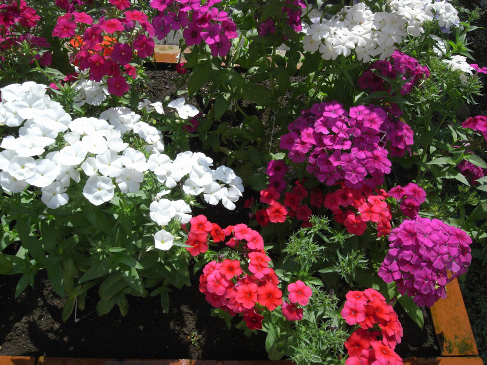 ���J���̂O�P