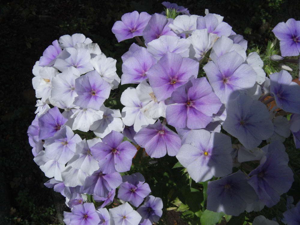 ���J���̂O�S