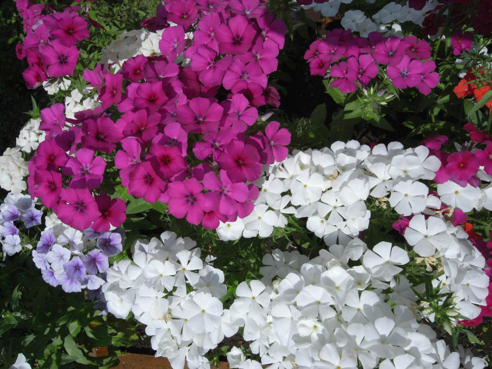 ���J���̂O�T