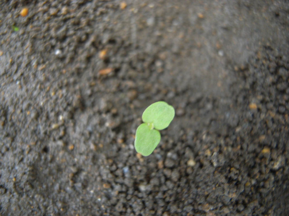 ����P�O�^�X