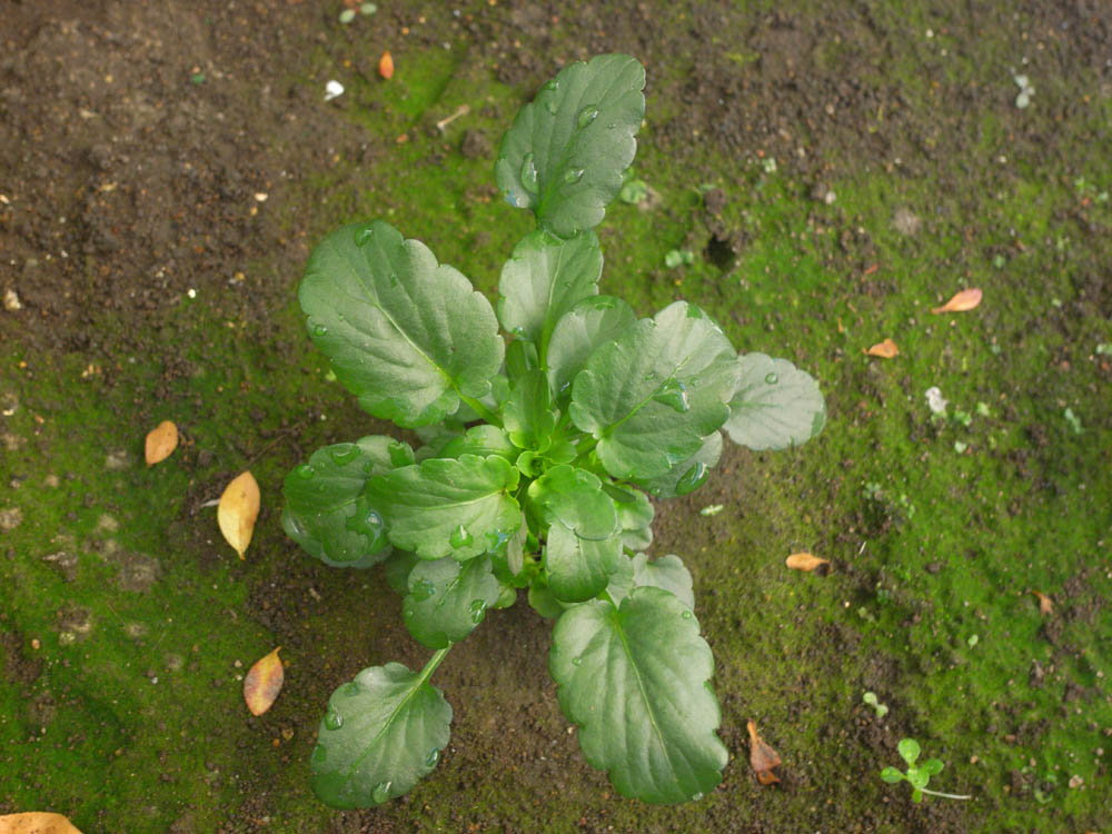 �c�̐����O�P