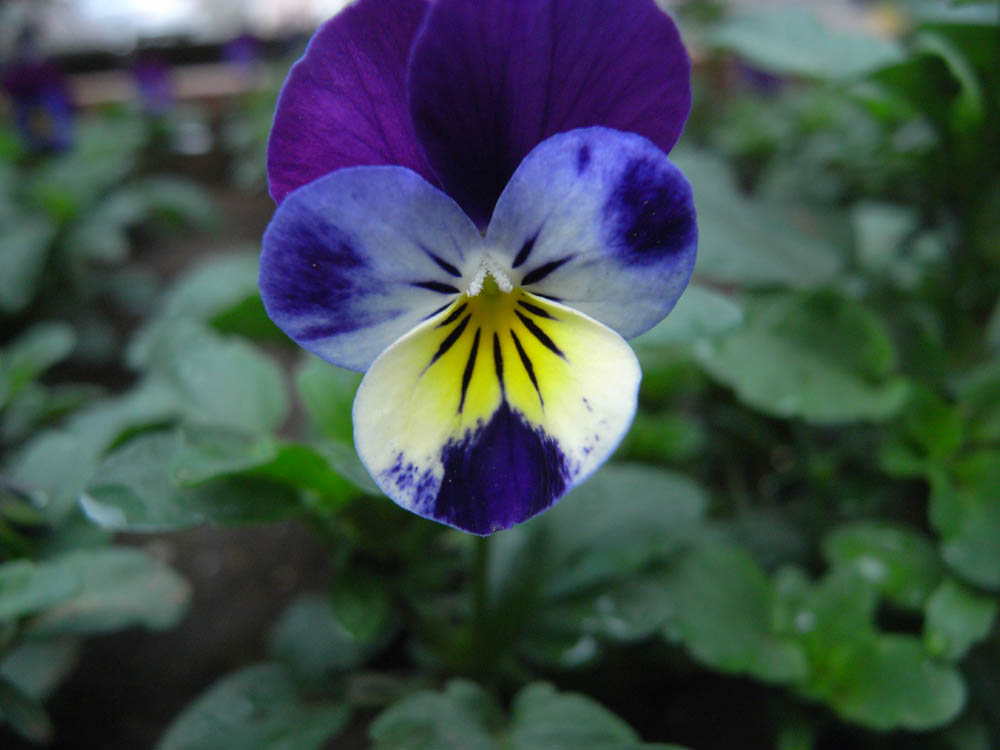 �J�Ԃ��̂O�X