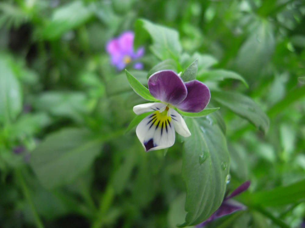 �J�Ԃ��̂O�Q