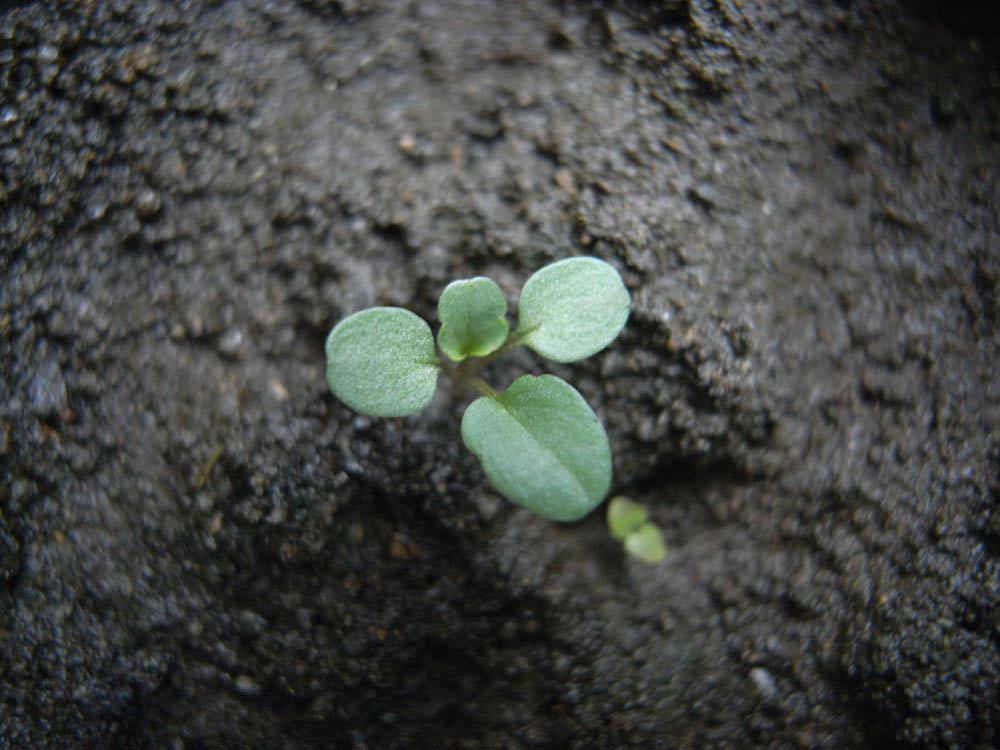 �S���t�ɐ���