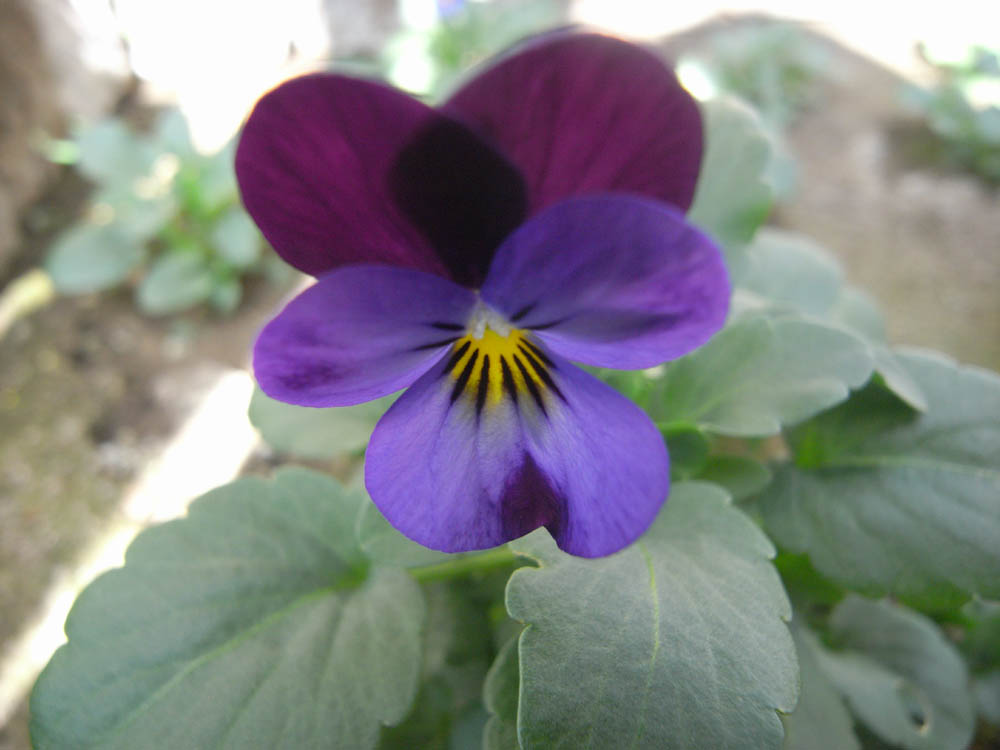 �J�ԂQ�^�Q�R