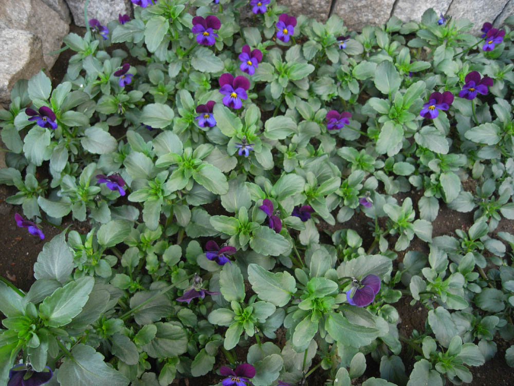 ���J���̂O�P