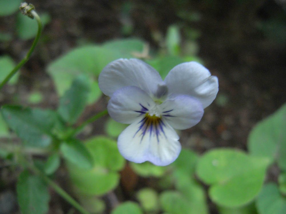 �ԊO�V�^�Q�Q