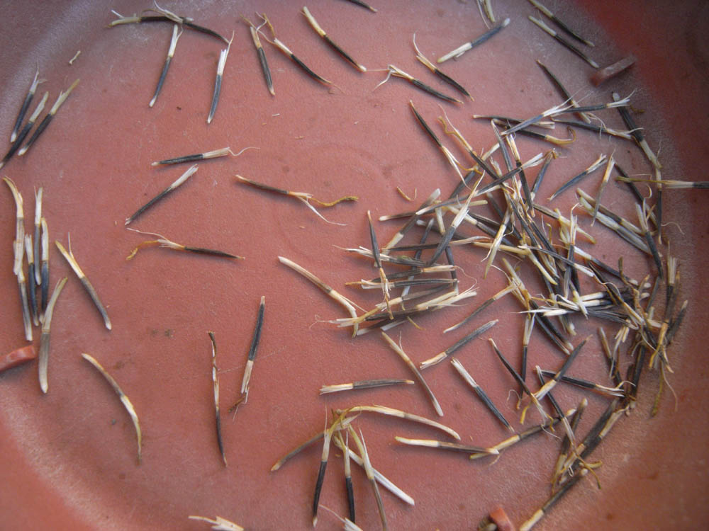 �T���P�W��