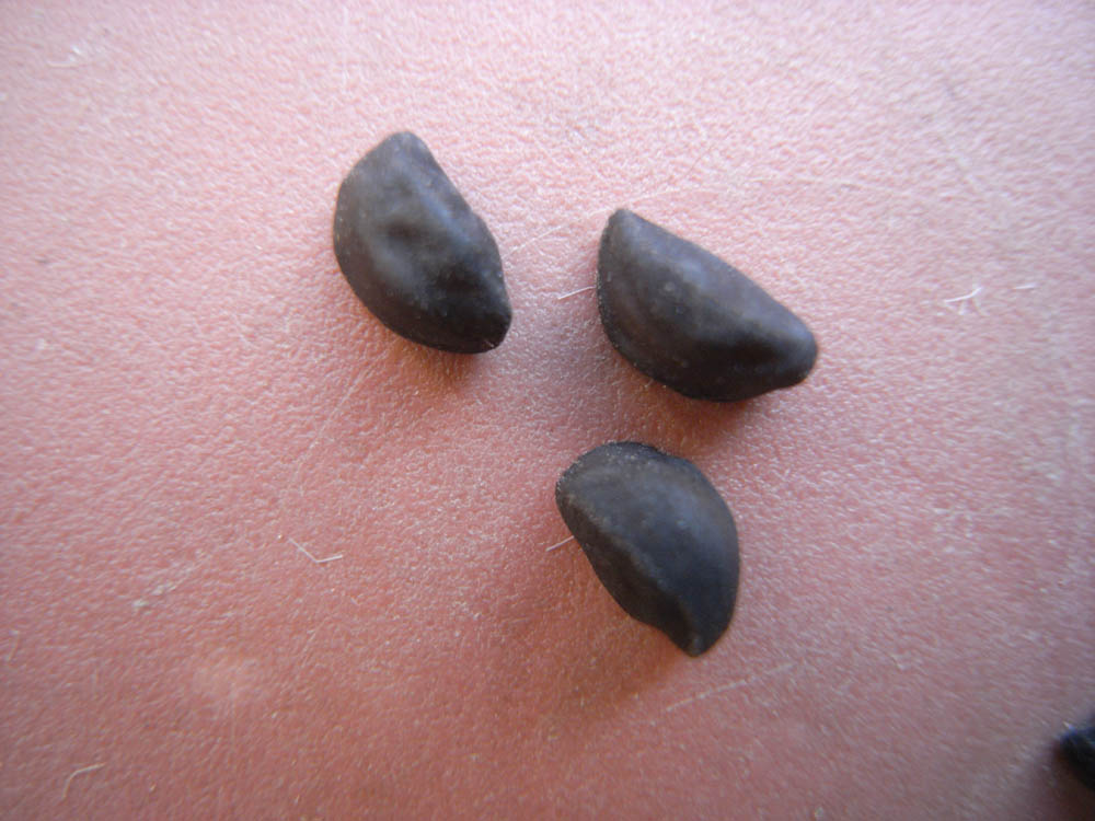 �T���P�X��