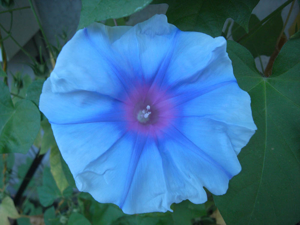 �W���O�Q��