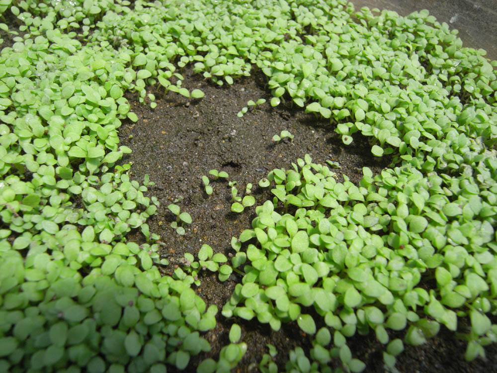 �T���O�S��