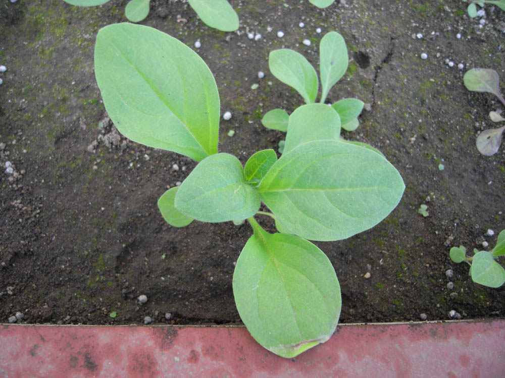 �T���O�V��