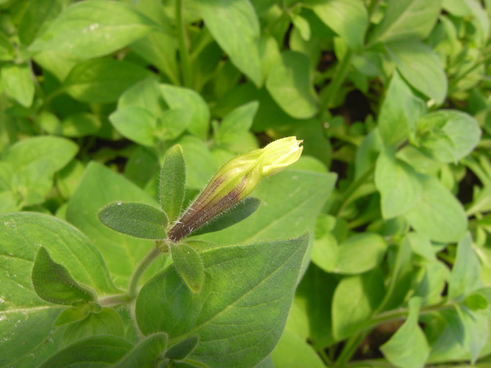 �T���P�R��