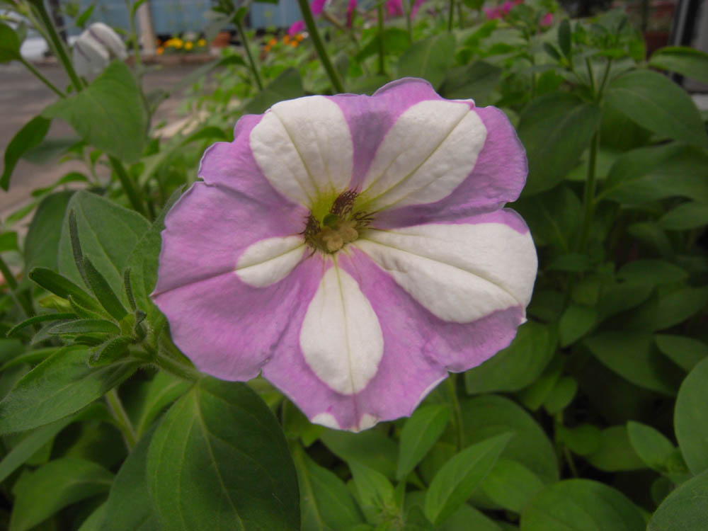 �U���O�R��