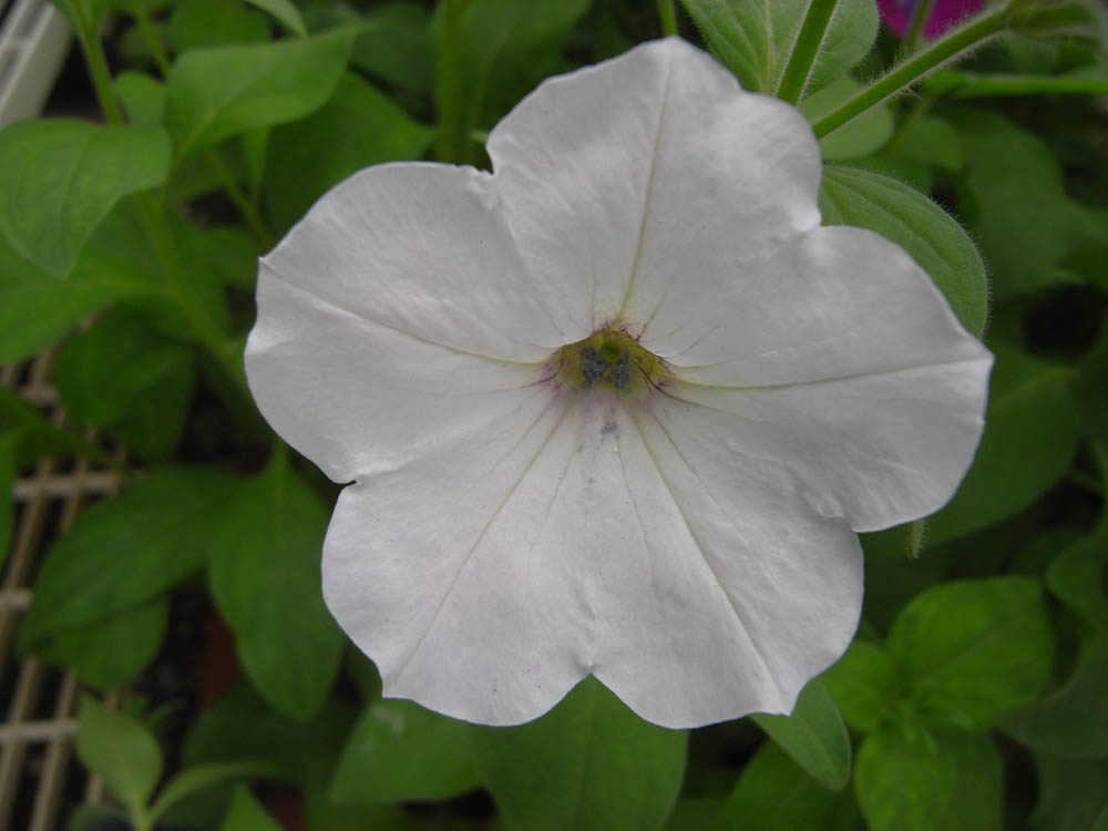 �U���O�W��