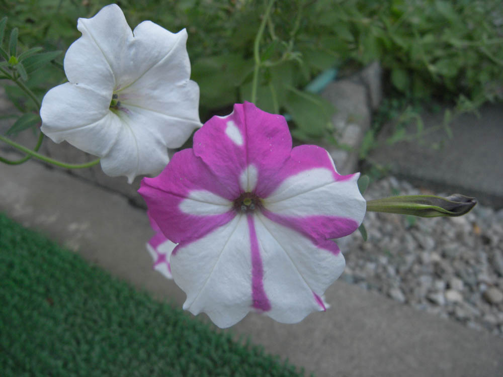 �U���P�Q��