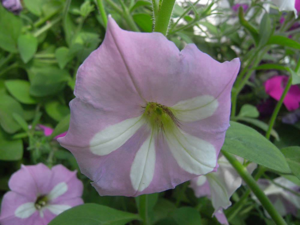 �U���P�T��