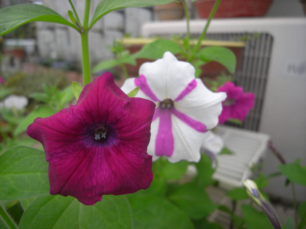 �U���P�V��