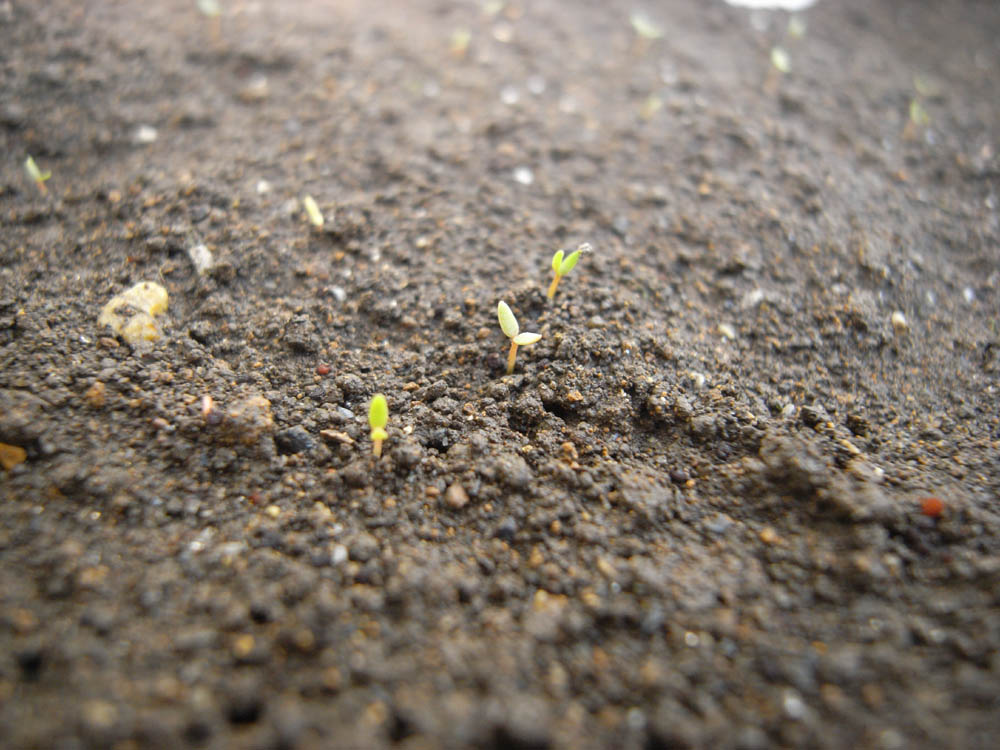 �T���Q�T��