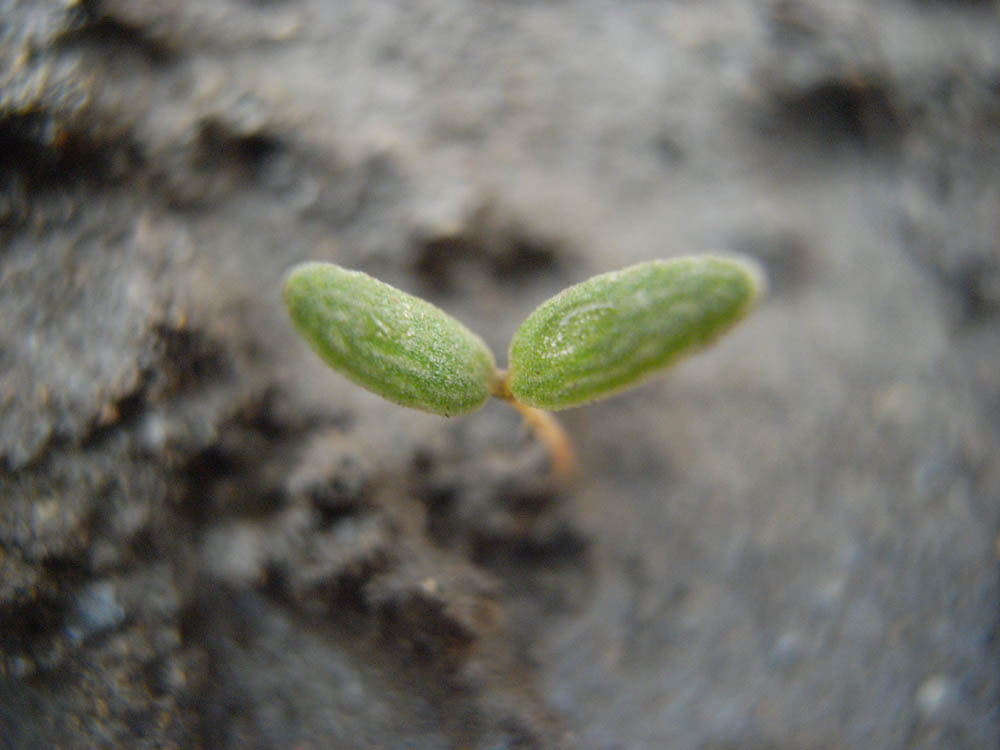 �T���O�S��