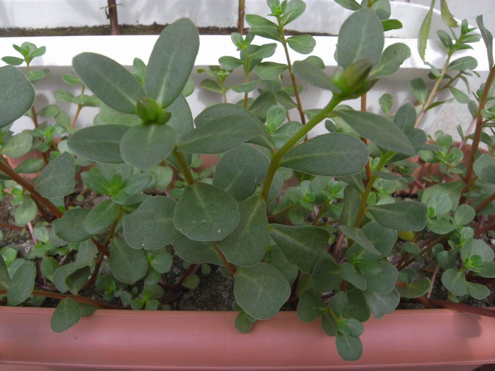 �T���P�R��