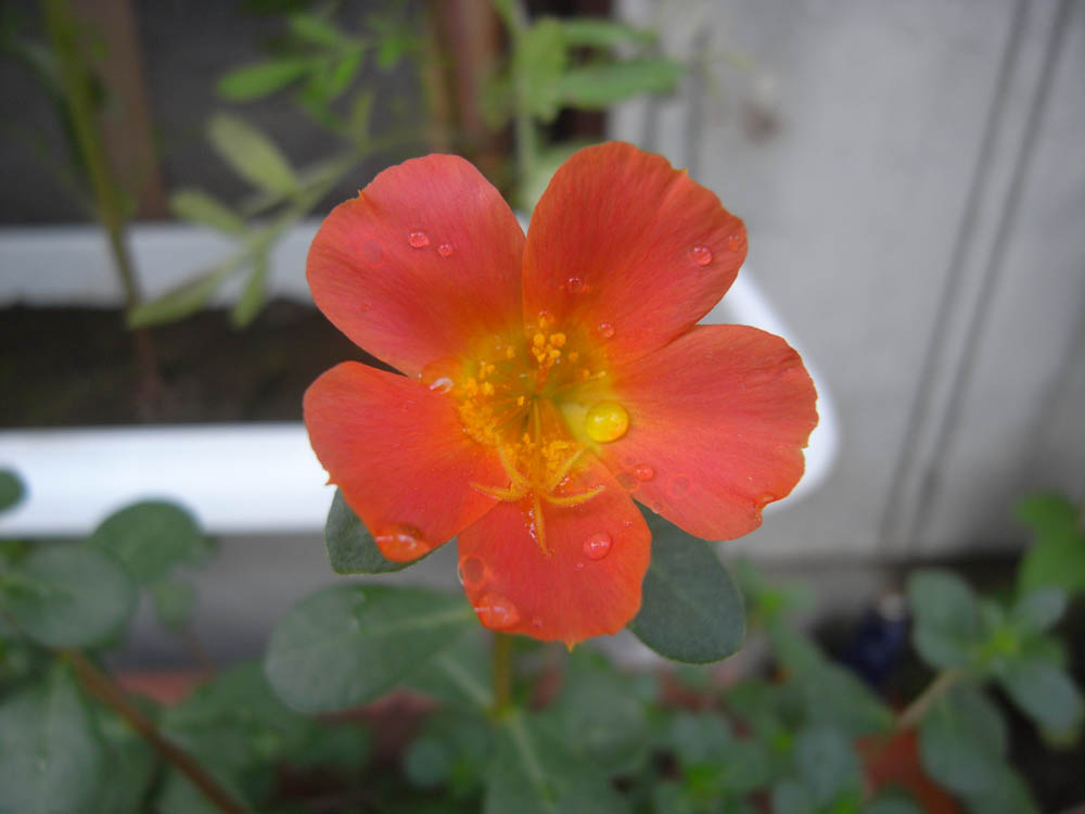 �V���P�X��