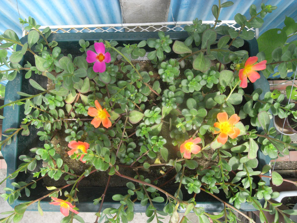 �T���Q�T��