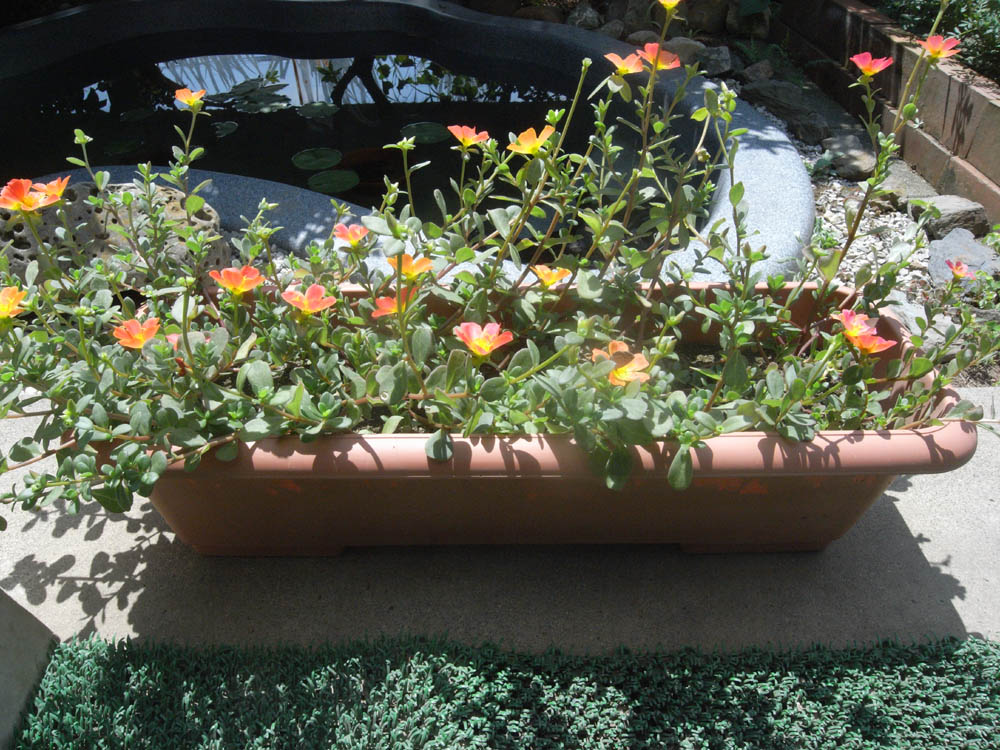 �U���O�W��