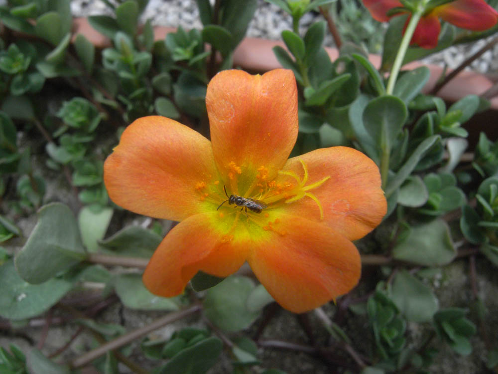 �U���P�T��