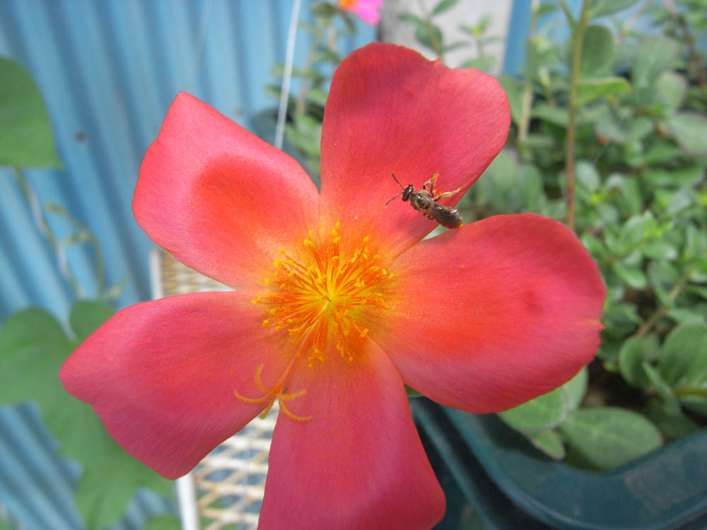 �U���P�V��