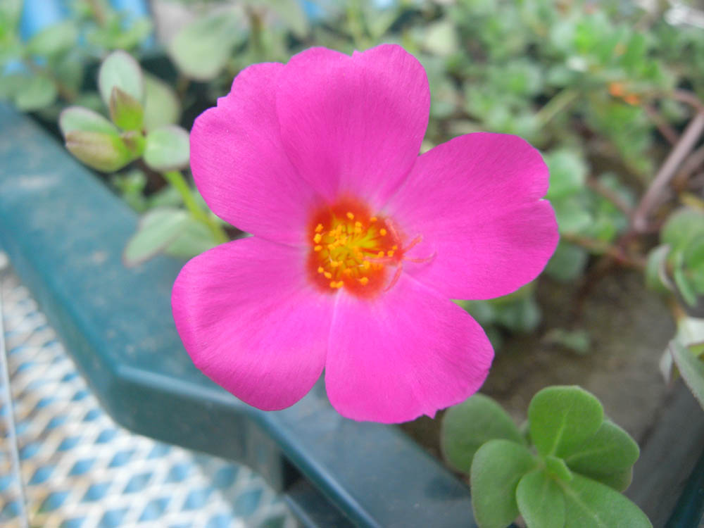 �U���P�X��