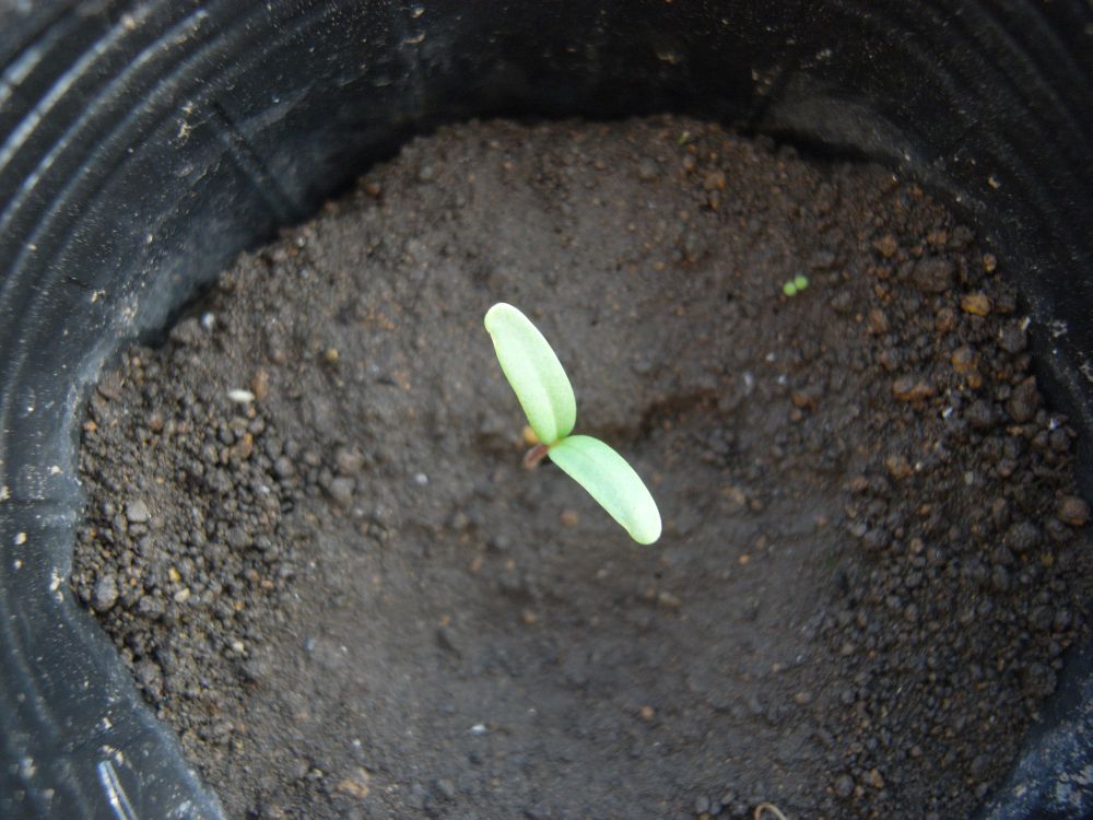 �A�t���J���Q