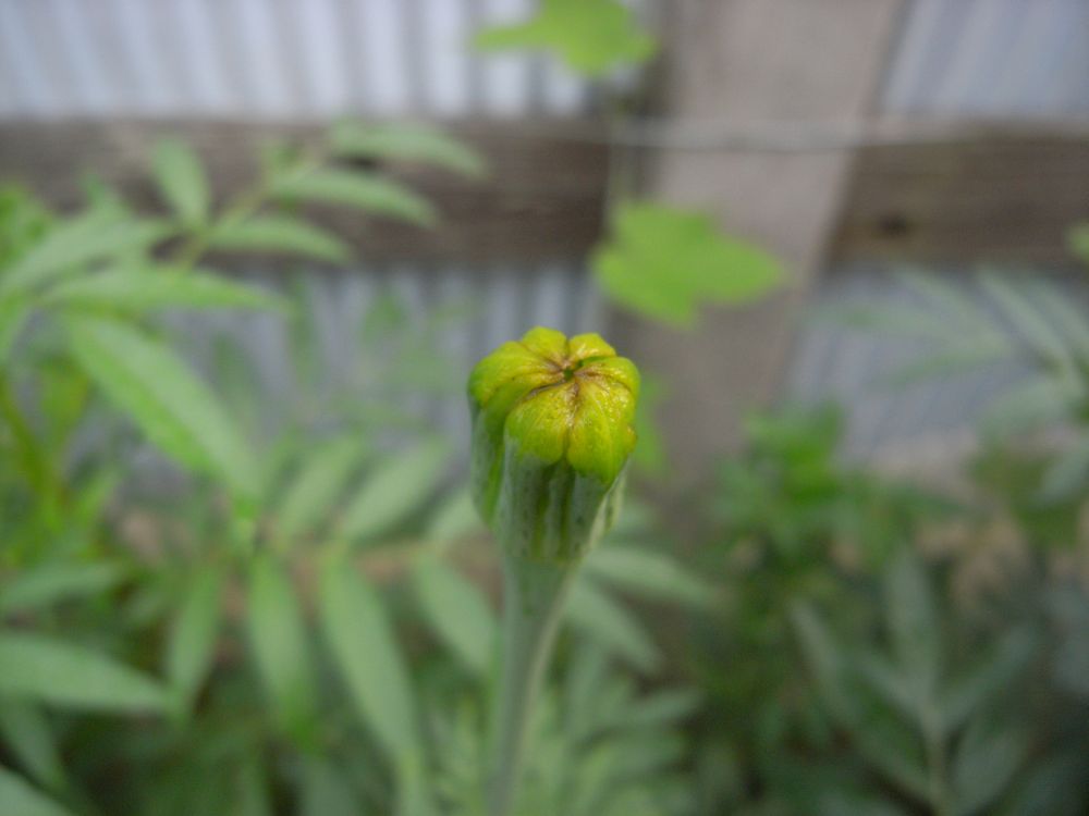 �A�t���J���U