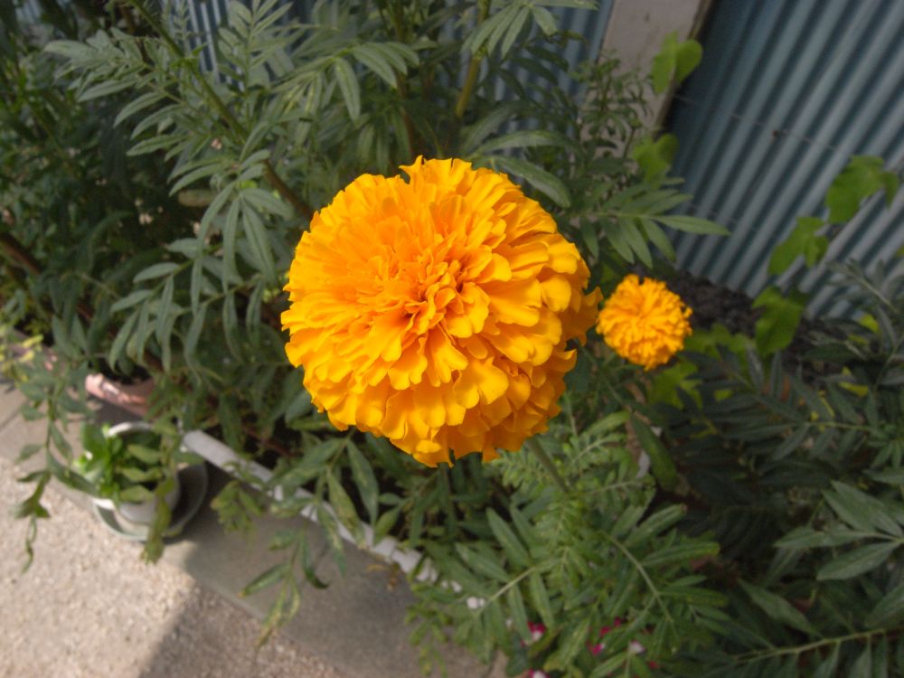 �A�t���J���P�O