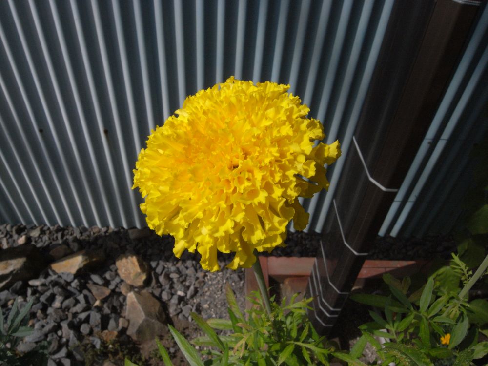 �A�t���J���P�P