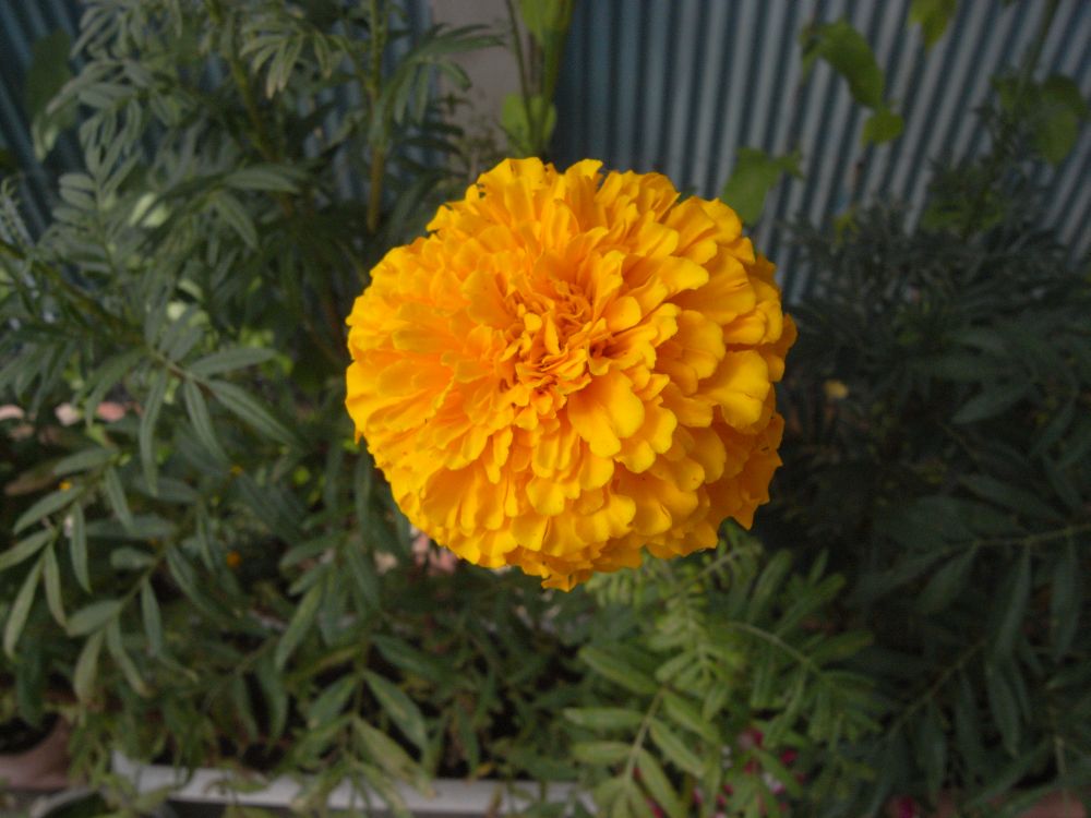 �A�t���J���P�Q