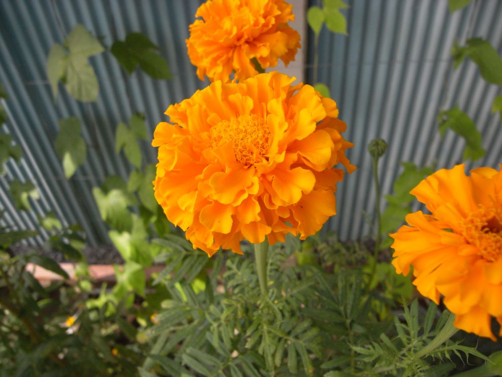 �A�t���J���P�R