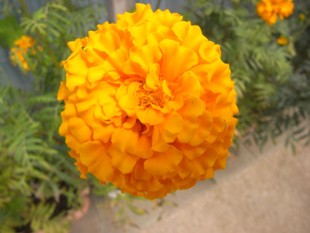 �A�t���J���P�S