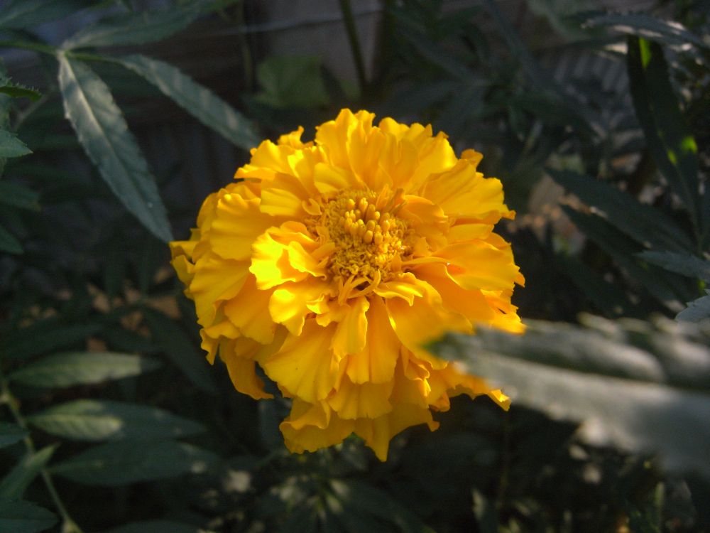 �A�t���J���P�U