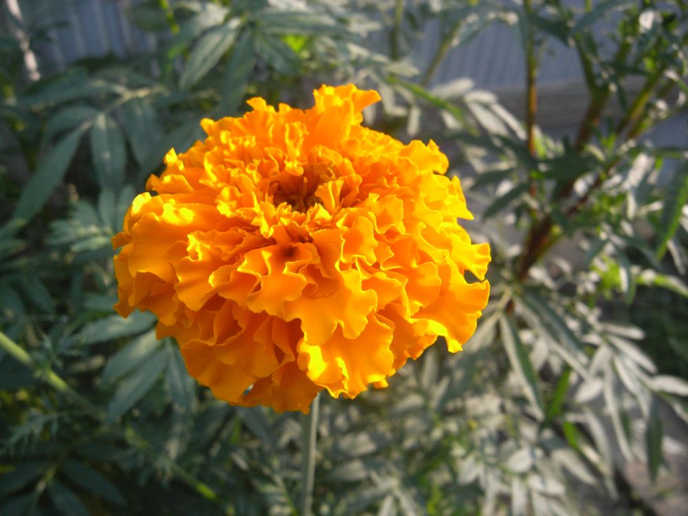 �A�t���J���P�W