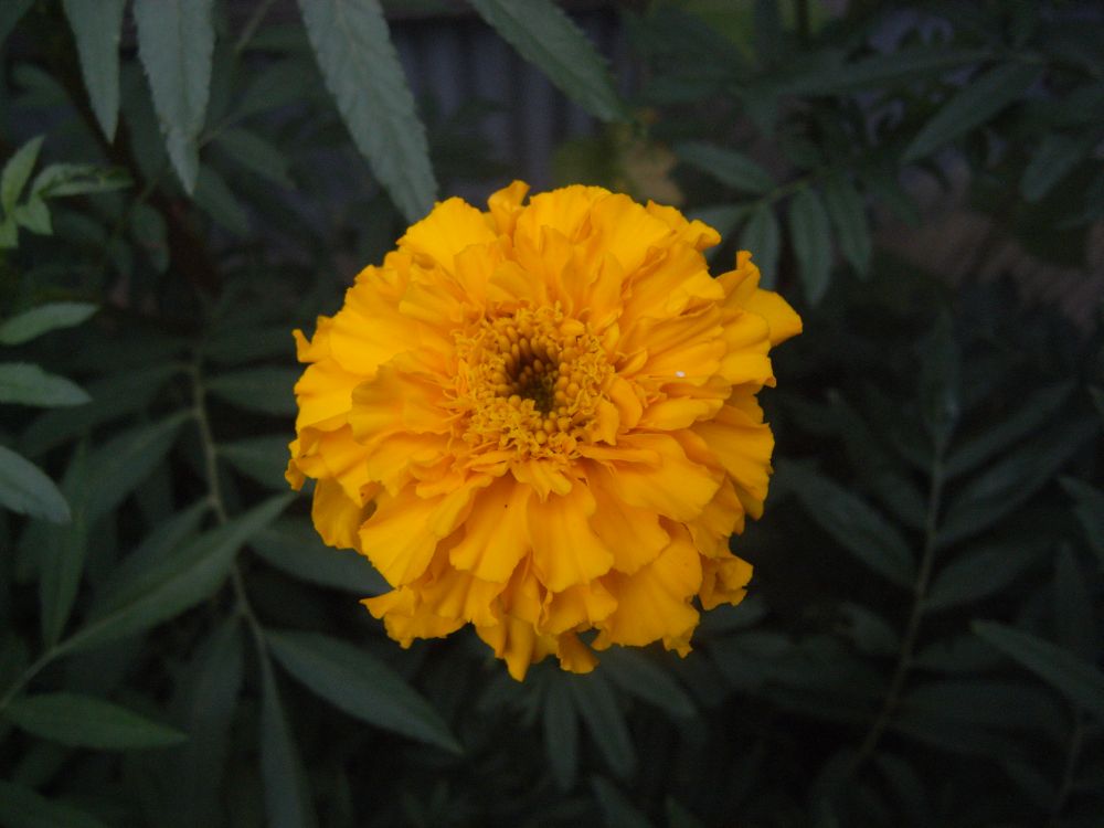 �A�t���J���P�X