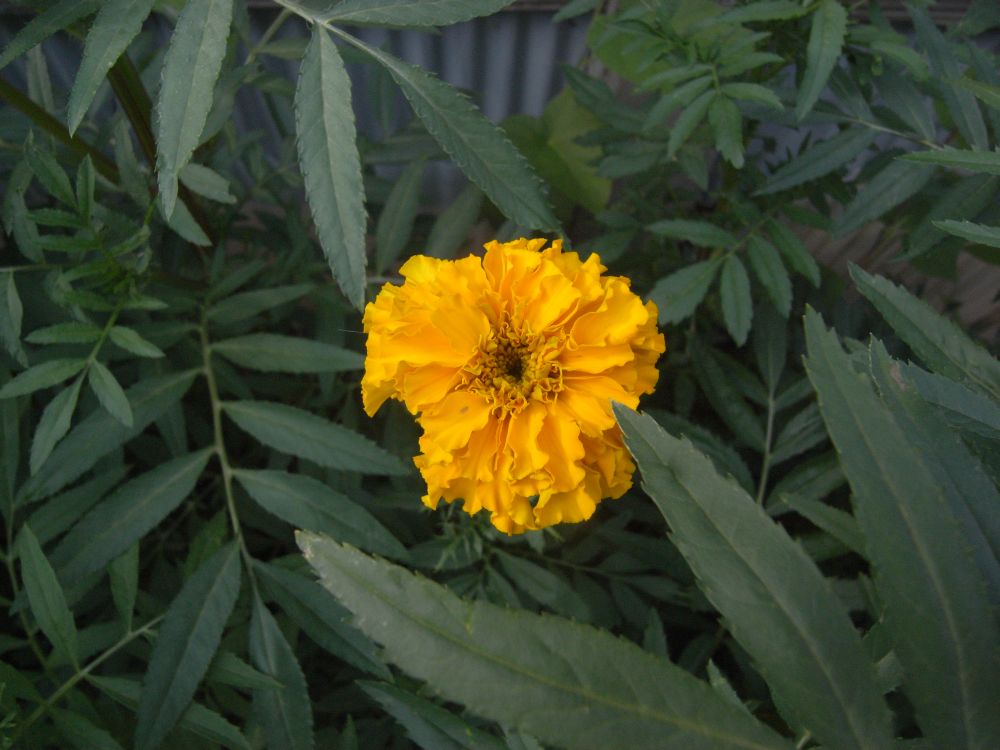 �A�t���J���Q�O