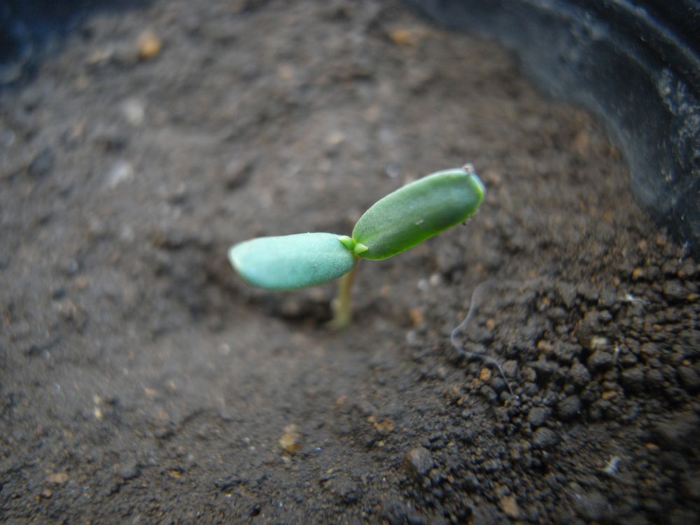 �A�t���J���Q�Q