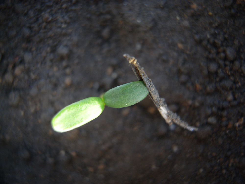 �A�t���J���Q�R